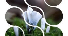 Leśna ściółka w obiektywie – fascynujący świat makro&hellip;