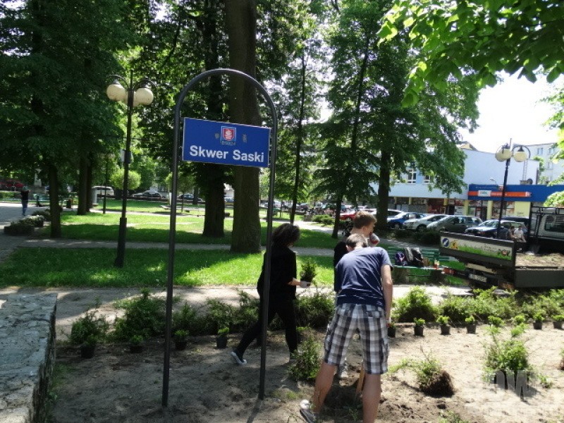 Sadzili krzewy w biłgorajskich parkach