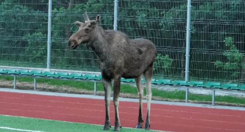 Łoś wtargnął na boisko. Interweniowała straż