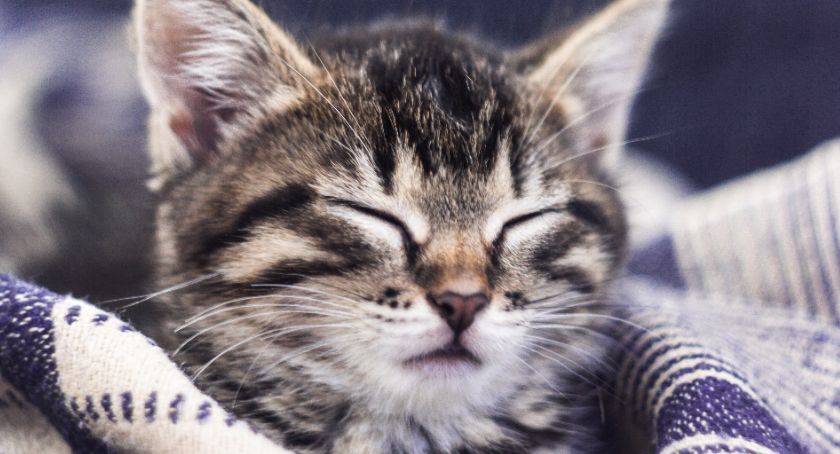 Felinoterapia w ciechanowskim DPS