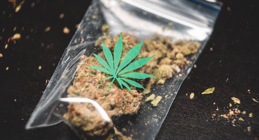 Nielegalna uprawa i ponad 1,5 suszu na terenie Ciechanowa 