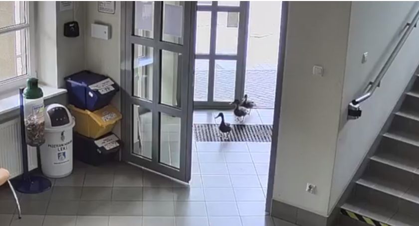 Pierzaści interesanci w Urzędzie Miasta