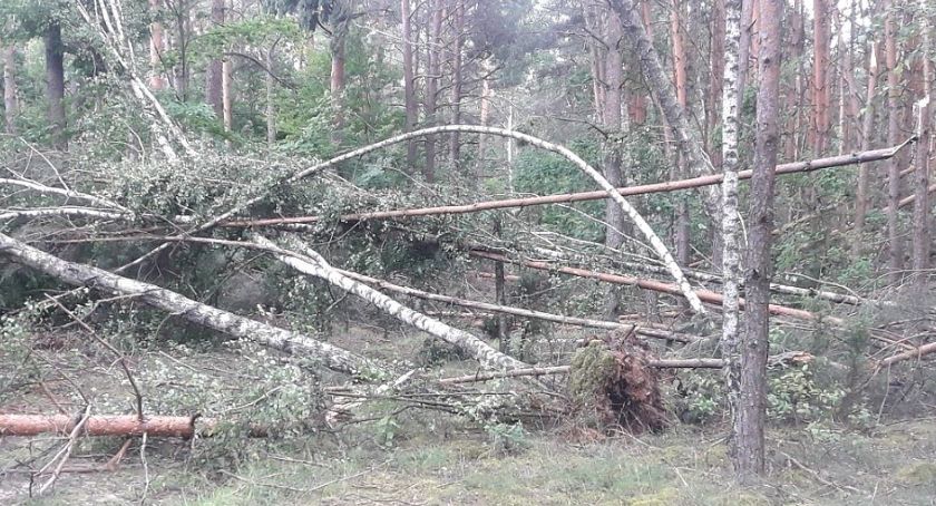 Skutki burz w ciechanowskich lasach