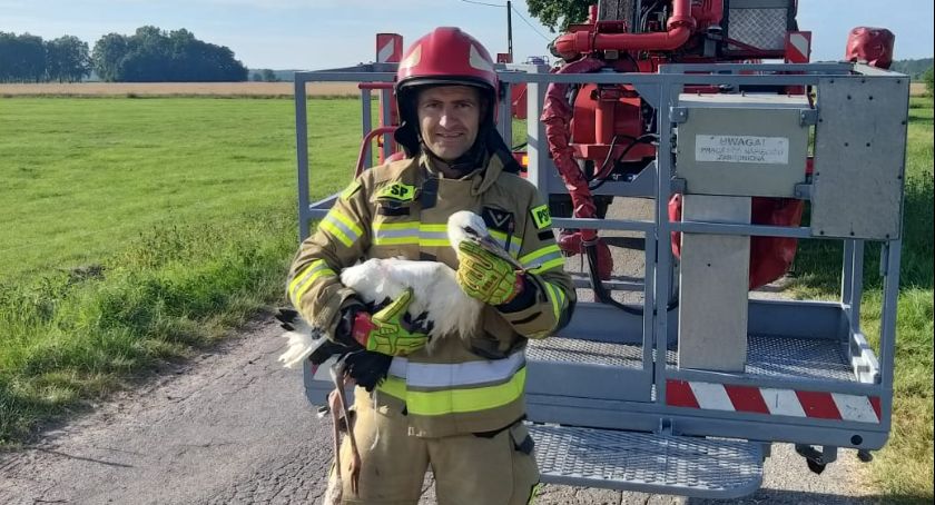 Strażacy uratowali pod Ciechanowem uwięzionego bociana [zdjęcia]