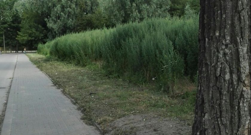 Wasze Info: Chaszcze w miejscu nowego parku. Syzyfowa praca miasta?