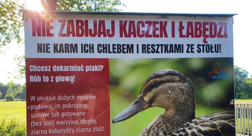 Wszystko tylko nie chleb. O dokarmianiu