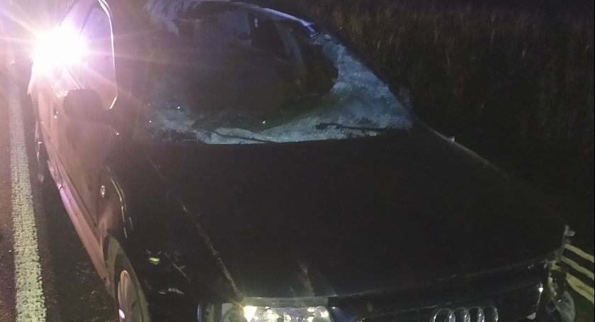 Kierowca Audi uderzył w łosia