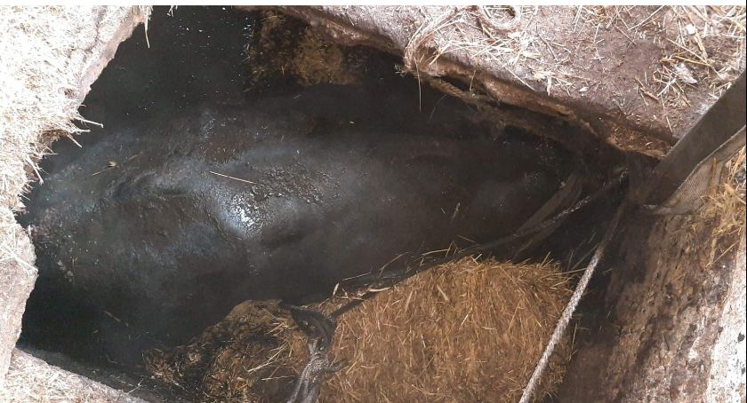 Strażacy ratowali byka, który wpadł do szamba [zdjęcia]