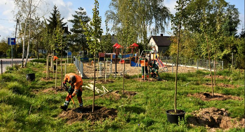 W Ciechanowie posadzą 200 drzew