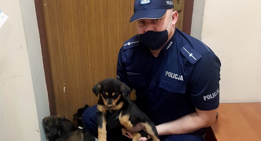 Dziewięć szczeniąt wyrzuconych na drogę. Policja szuka sprawcy