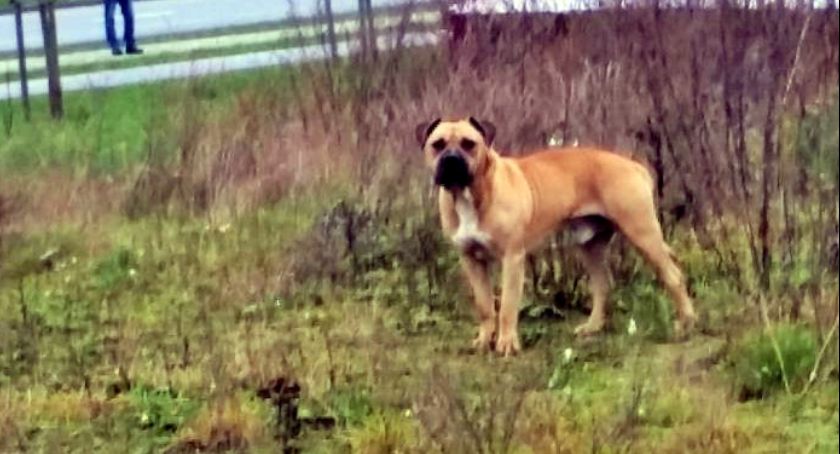 Amstaff zaatakował kobietę i jej psa. Właściciel spuścił go ze smyczy