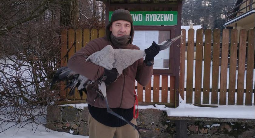 Żuraw przymarzł do zbiornika wodnego. Uratował go ciechanowianin