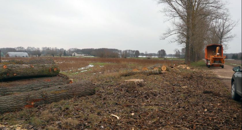 Ruszyła wycinka drzew przy drogach powiatowych 
