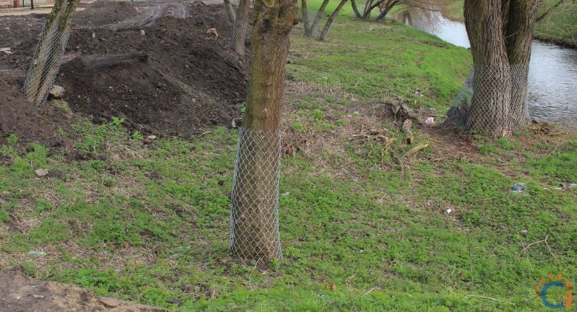 Bobry podgryzły, ratusz otrzymał odszkodowanie. Trwa zabezpieczanie innych drzew [zdjęcia]