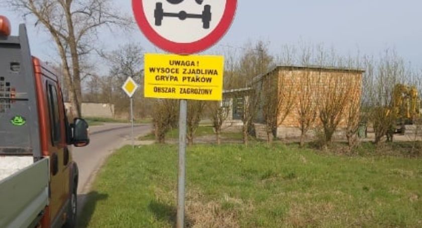 Jest potwierdzenie. Pod Ciechanowem wykryto ognisko ptasiej grypy