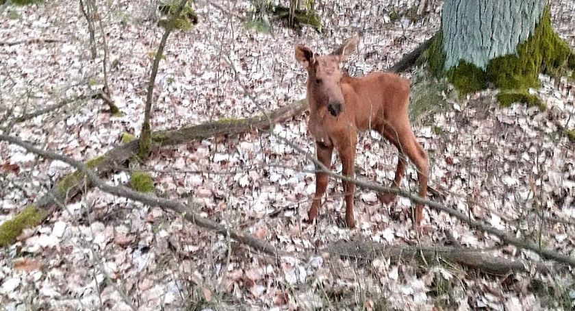 Nadleśnictwo Ciechanów: Stop leśnym kidnaperom!