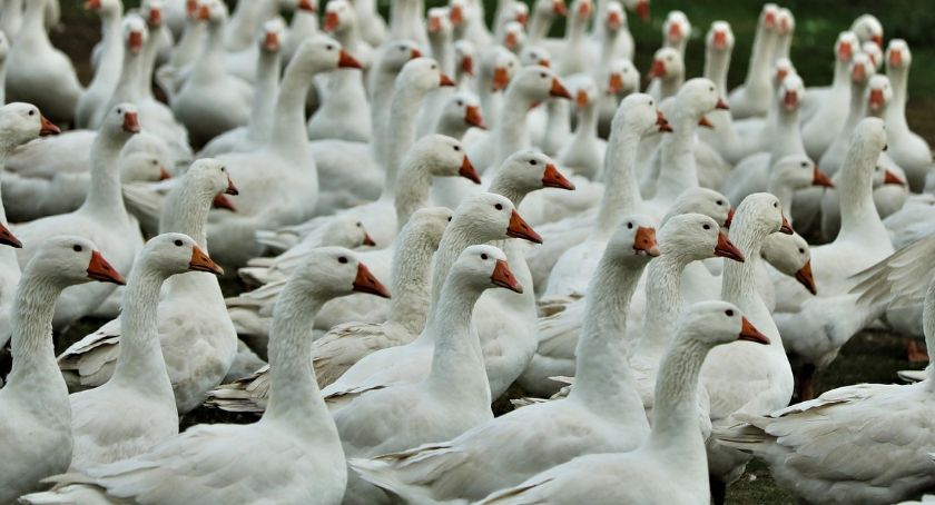 Kolejne przypadki ptasiej grypy w powiecie ciechanowskim. Część ptaków padła, resztę wybito