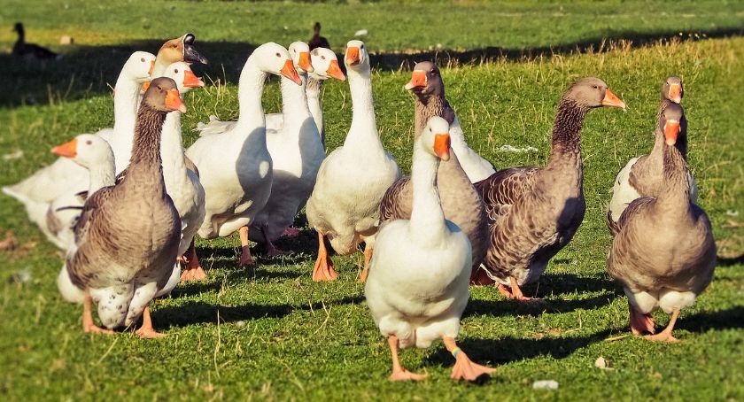 Ptasia grypa na Mazowszu. Wojewoda wprowadził nowe nakazy i zakazy
