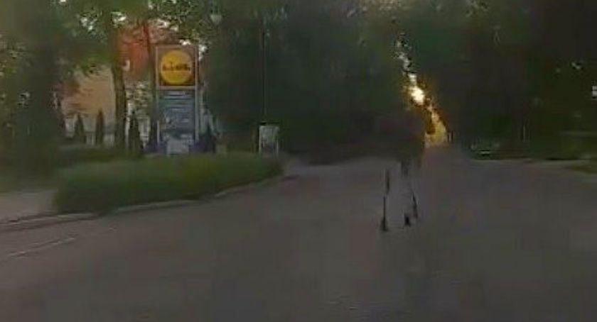 Łoś nie dał się schwytać. Mamy kolejny film z jego spaceru po Ciechanowie [wideo]