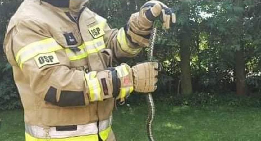 Wąż przy wejściu do domu w powiecie ciechanowskim