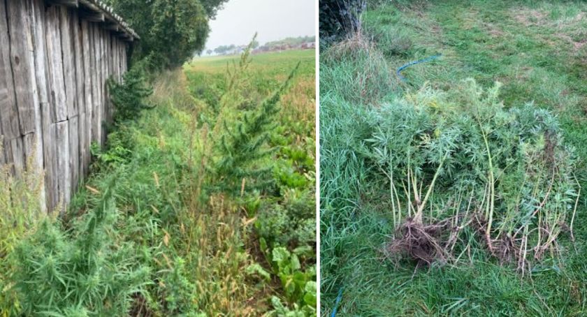 Plantacja marihuany na terenie sąsiedniego powiatu