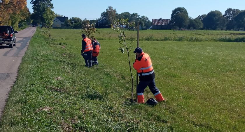 Najpierw wycięli, teraz sadzą. Nowe drzewka przy drogach w powiecie ciechanowskim