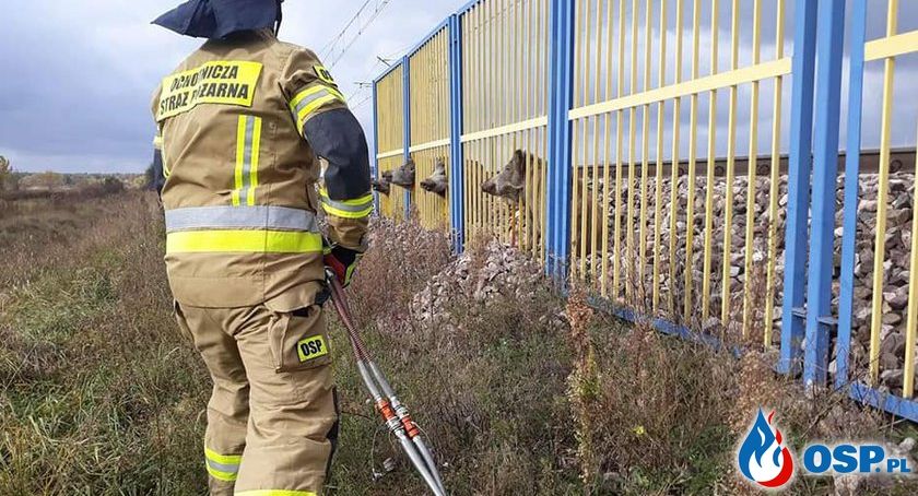 Niecodzienna akcja strażaków na szlaku kolejowym Ciechanów-Warszawa [zdjęcia]