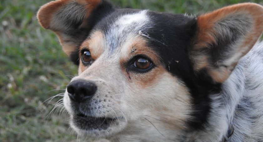 Dzień Kundelka w schronisku w Pawłowie