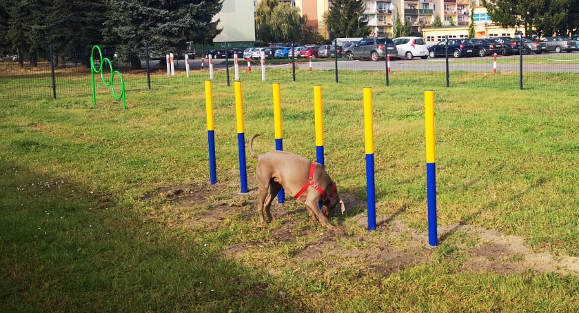 U sąsiadów powstał plac zabaw dla psów [zdjęcia]