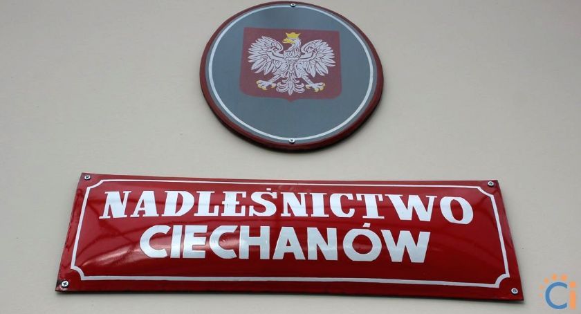 Gdzie ptaki zimują? Dowiesz się podczas spaceru z ciechanowskimi leśnikami