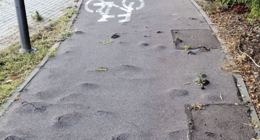 Korzenie drzewa uszkadzają ścieżkę rowerową w Ciechanowie. Nie ma zgody na jego wycinkę