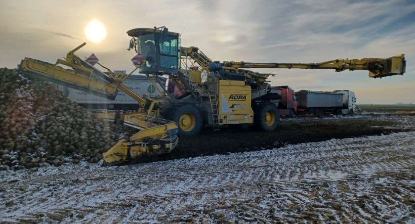 Wyższe ceny buraków dla plantatorów Cukrowni Glinojeck