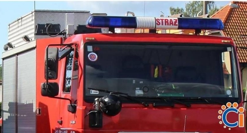 Strażacy z Ciechanowa uratowali sowę