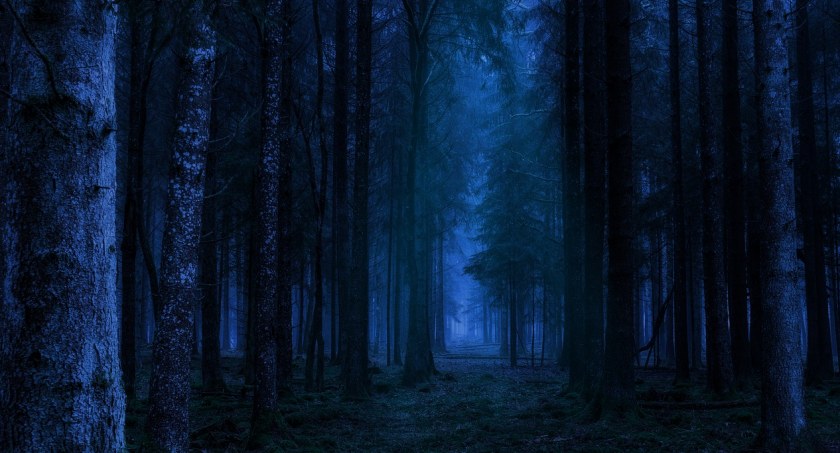 Ciechanowskie Nadleśnictwo zaprasza na nocny spacer po lesie