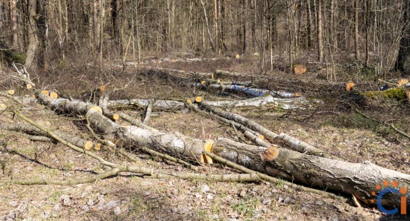 Radni miejscy apelują o zaprzestanie wycinki drzewostanu Lasu Krubińskiego i Śmiecińskiego