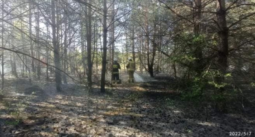 Pożar lasu w gminie Ojrzeń [zdjęcia]