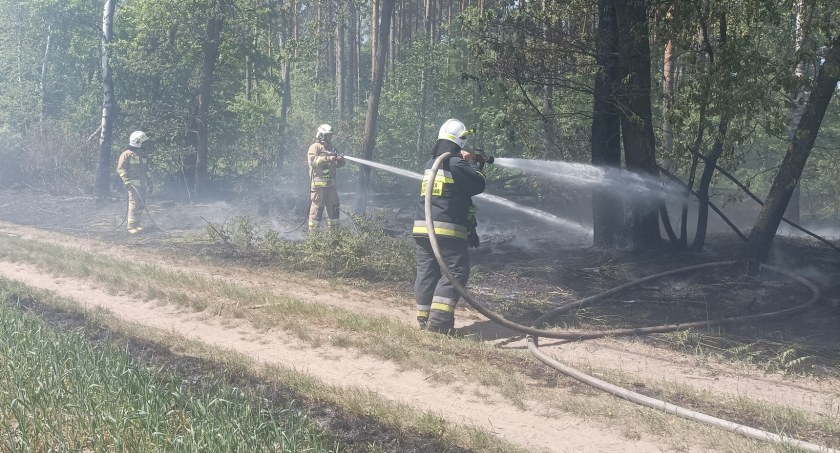 Pożary lasów w gminach Glinojeck i Ojrzeń [zdjęcia]