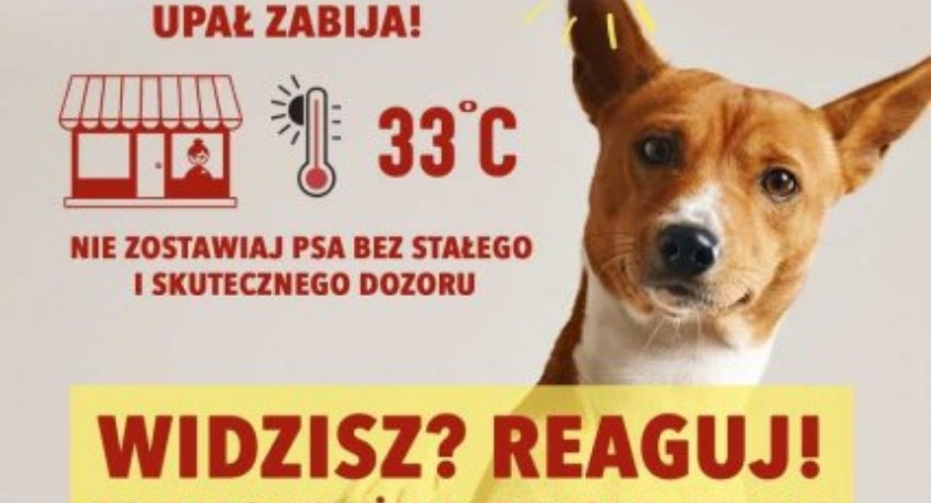 Nie zostawiaj psa pod sklepem. Akcja ciechanowskiej straż miejskiej