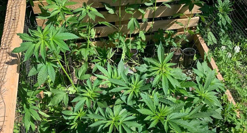 Uprawiał przy domu konopie. Policja zlikwidowała plantację 