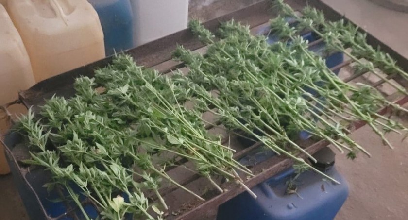 Akcja policji w powiecie ciechanowskim. Zlikwidowano plantację, przejęto narkotyki warte 200 tys. zł [zdjęcia]