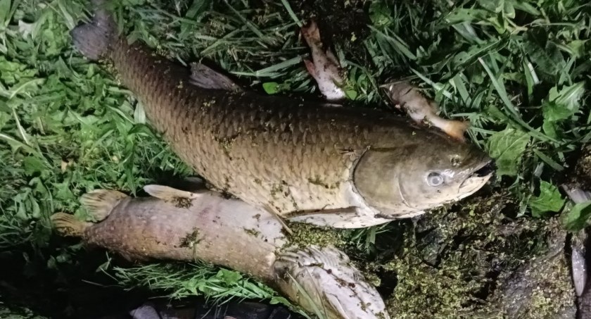 Śnięte ryby w stawie w powiecie ciechanowskim [zdjęcia]