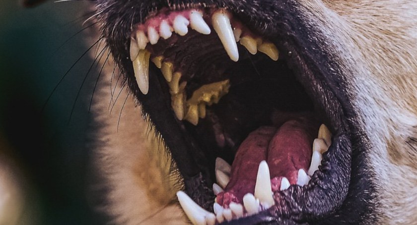 Pies pogryzł wolontariuszkę na terenie domu opieki
