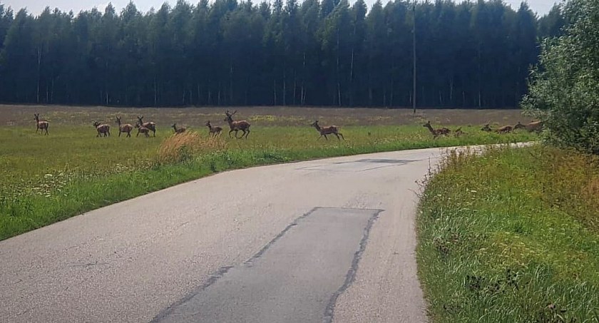 Uwaga! Dzikie zwierzęta - apel policji do kierowców
