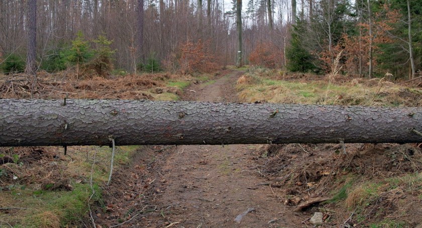 Tragedia w lesie. Drzewo przygniotło młodego mężczyznę