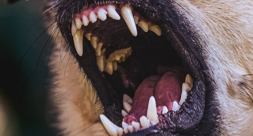 Pogryzły go trzy rottweilery. Mężczyzna walczy o życie