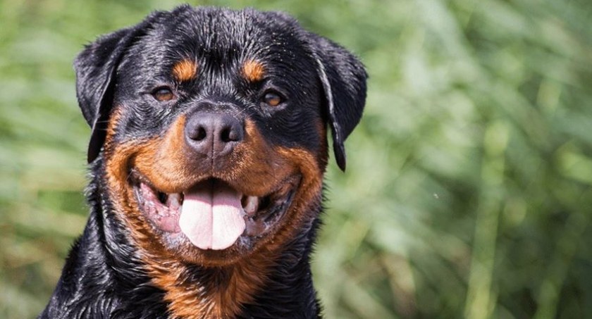 Mężczyzna zmarł, rotweilery wróciły do właścicieli
