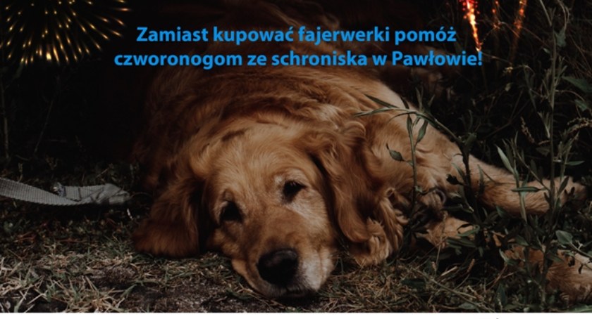 Zachęcają do rezygnacji z wystrzałów