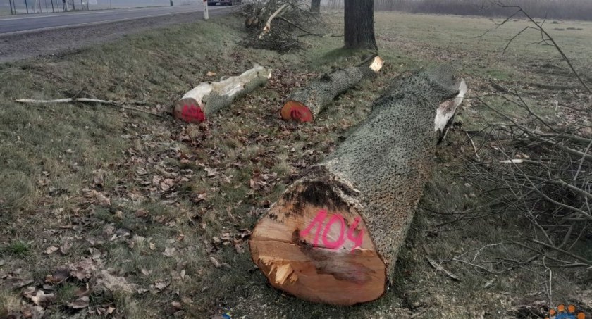 Wycinają drzewa przy dwóch drogach w powiecie ciechanowskim [zdjęcia]