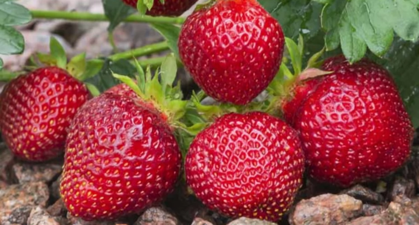 Rozmnażanie poziomek i truskawek: na czym polega?