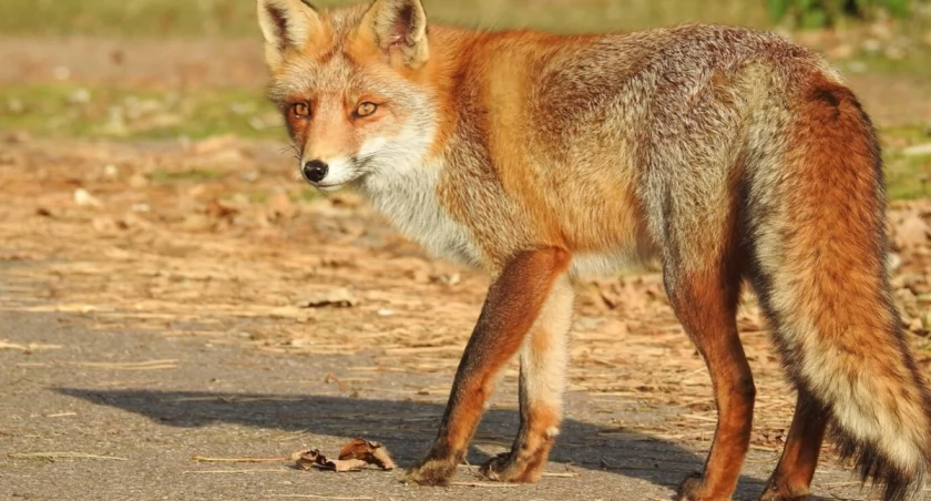 Z samolotów będą zrzucane szczepionki dla lisów
